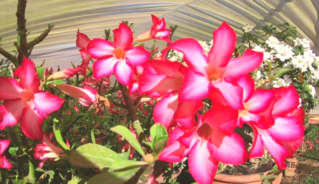 Empreendedores investem em cultura de flores na região central do Estado